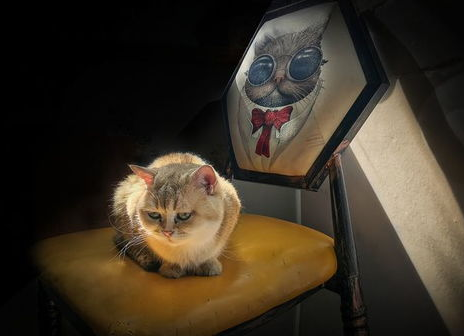猫吐了没消化的猫粮怎么办? 猫吐了没消化的猫粮怎么办?