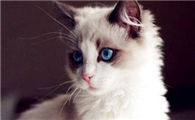 布偶猫肚子大怎么回事？布偶猫肚子大的原因竟然是这样！