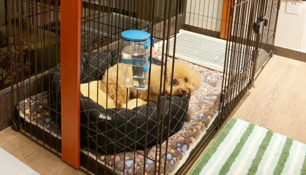博美犬适合什么狗笼