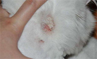 人得了猫癣猫癣怎么办？人得了猫癣猫癣怎么办用什么药膏？