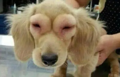 狗狗偷吃蜂蜜被蛰了怎么办？
