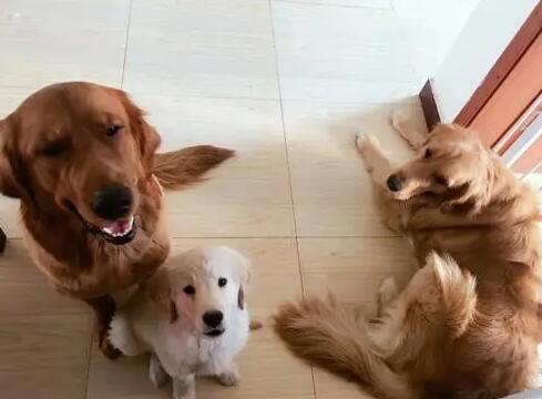北京宠物狗寄养每天多少钱