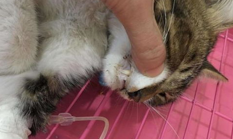 猫咪吐毛球，吐黄水怎么办？