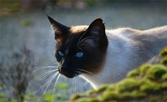 怎么让暹罗猫尿在猫砂？需要训练暹罗猫使用猫砂