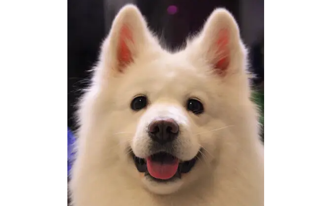 犬瘟热传染人吗?犬瘟热传染人吗会传染吗? 犬瘟热传染人吗?犬瘟热传染人吗会传染吗?