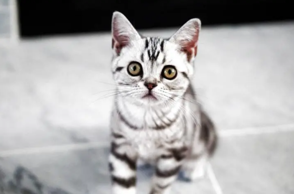 虎斑猫属于什么档次