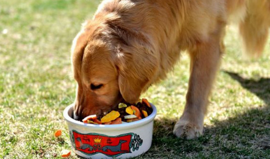 如何做金毛犬狗粮驱虫 如何做金毛犬狗粮驱虫