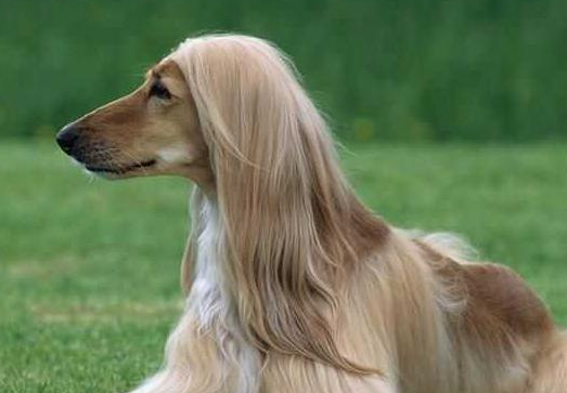 阿富汗猎犬一般多少钱一条 阿富汗猎犬一般多少钱一条