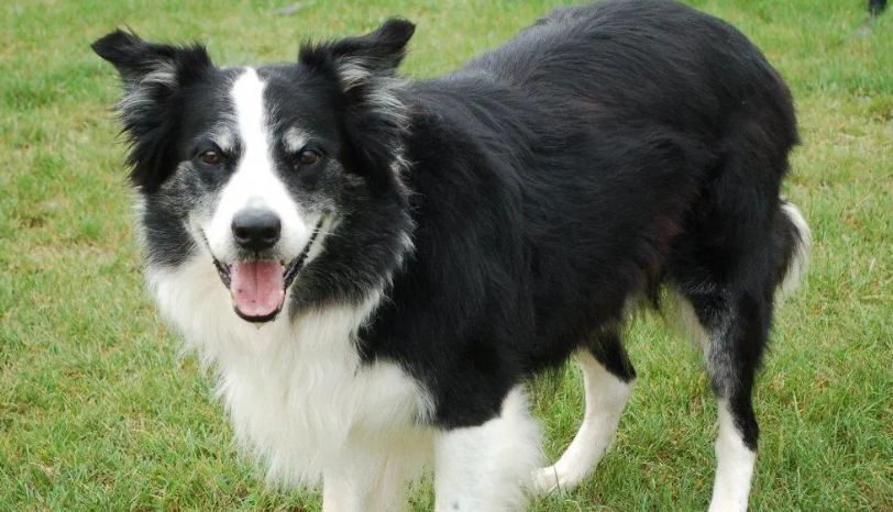 蓝湾牧羊犬适合家养吗