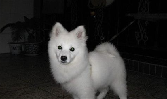 迷你银狐犬好养不？
