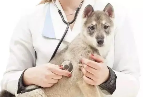 犬猫常见腹泻的原因及预防治疗方案 犬猫常见腹泻的原因及预防治疗方案