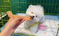 俊介是什么狗狗