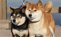 柴犬几个月开始换毛？怎样减轻柴犬掉毛？