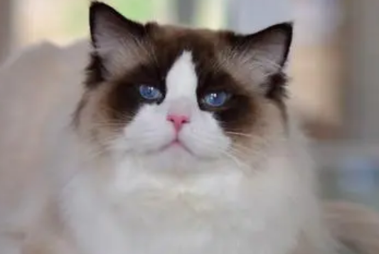 布偶猫会拆家吗?布偶猫拆家原来是这个原因! 布偶猫会拆家吗?布偶猫拆家原来是这个原因!