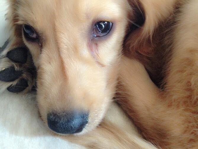 犬瘟热怎么得的以及犬瘟热的防治措施 犬瘟热怎么得的以及犬瘟热的防治措施