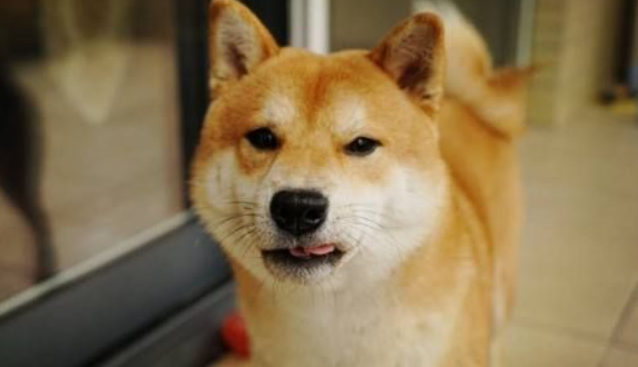 纯种柴犬好养吗咬人吗？纯种柴犬的特点有哪些？