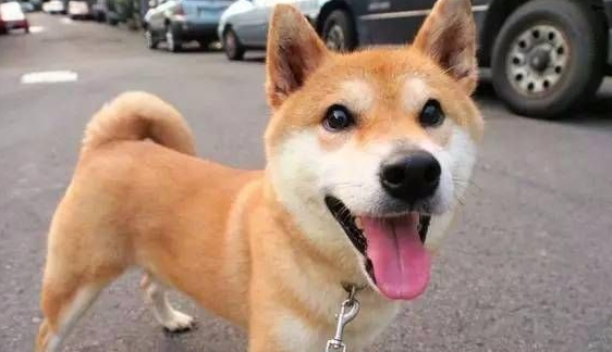 柴犬脸上有胡子可以拔了么？这个冷知识你可能不知道！