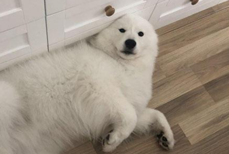 主人打了萨摩耶会记仇吗