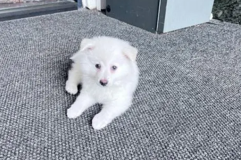 狐狸狗是什么品种 狐狸狗是什么品种
