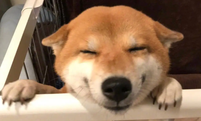 柴犬脚趾炎,柴犬脚趾炎这样做最科学? 柴犬脚趾炎,柴犬脚趾炎这样做最科学?
