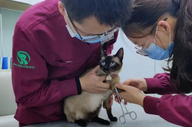 成都24小时宠物医院在哪里