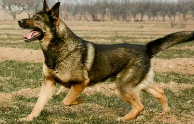 出售昆明犬的联系方式 出售昆明犬的联系方式