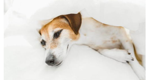 犬猫为什么会肾衰竭?是否能治疗好 犬猫为什么会肾衰竭?是否能治疗好