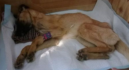 犬瘟热、细小病毒后期症状你知道多少? 犬瘟热、细小病毒后期症状你知道多少?