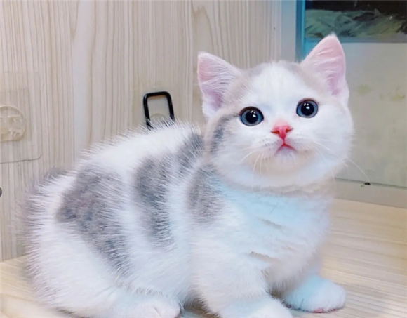 重庆买矮脚猫的猫舍