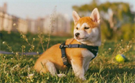 柴犬白马系,柴犬白马系是什么意思?