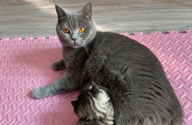 蓝猫和虎斑猫配出来是什么样子 蓝猫和虎斑猫配出来是什么样子