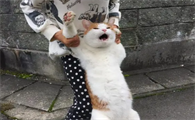 打了猫咪会恨主人吗为什么