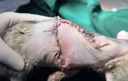 疑因车祸被刮掉皮的小猫,永远地离开了 疑因车祸被刮掉皮的小猫,永远地离开了