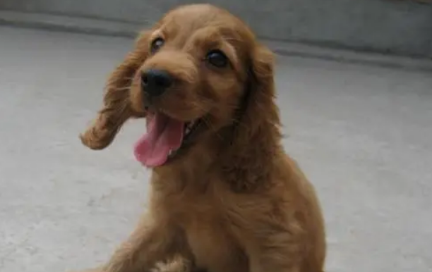 纯种美卡犬图片