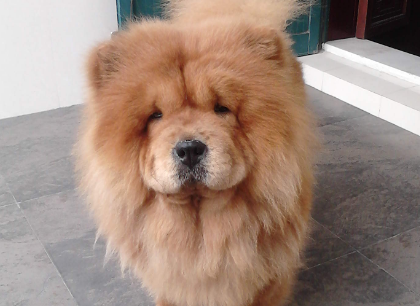 松狮犬适合家养吗？是一种非常挑剔的宠物犬！