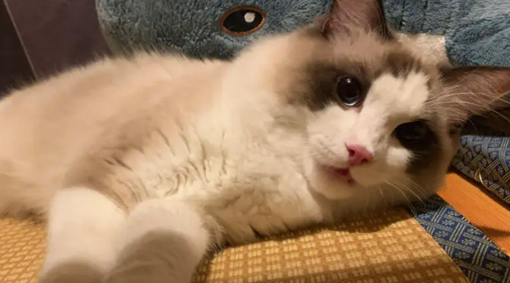 为什么布偶猫不伸爪子?布偶猫原来这么温顺! 为什么布偶猫不伸爪子?布偶猫原来这么温顺!