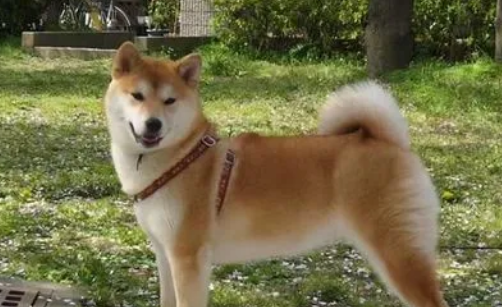 柴犬是日本的土狗吗为什么 柴犬是日本的土狗吗为什么