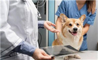 大方县宠物医院在哪里