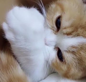 被丢在箱子里的橘猫 执着的吃着自己的尾巴 被丢在箱子里的橘猫 执着的吃着自己的尾巴