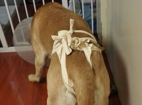 给狗狗做绝育的利弊有哪些？狗狗一般多大的时候做绝育？
