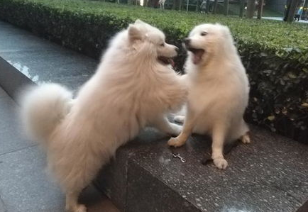 萌宠小知识：母犬绝育的好处与坏处有哪些？