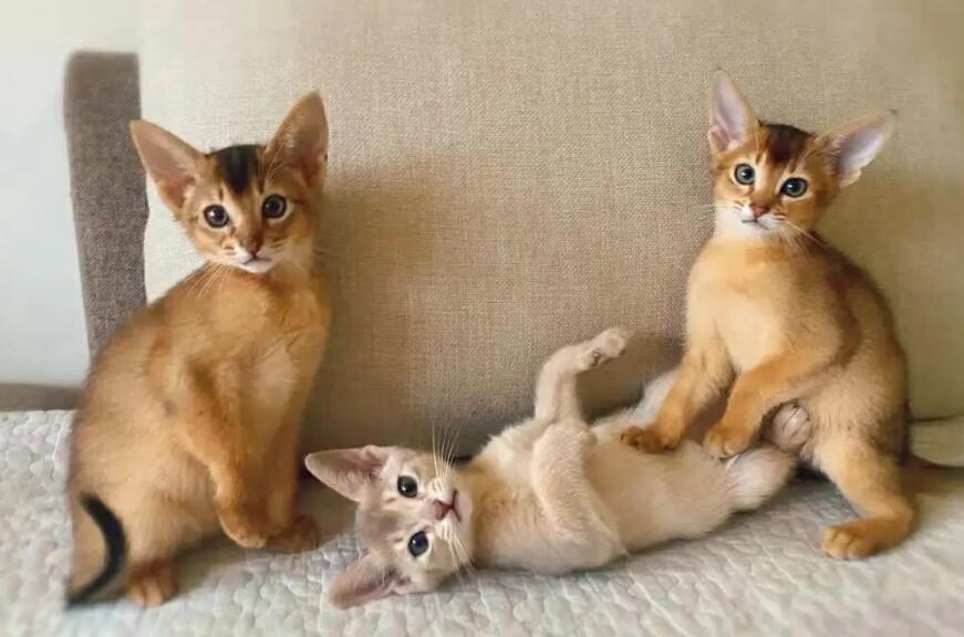 北京阿比西尼亚猫舍