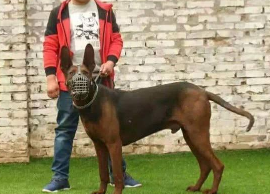 十年前,它被收编为军犬,如今却被人遗忘,历史留名“中国红龙” 十年前,它被收编为军犬,如今却被人遗忘,历史留名“中国红龙”