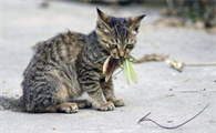 猫会不会吃蟑螂啊