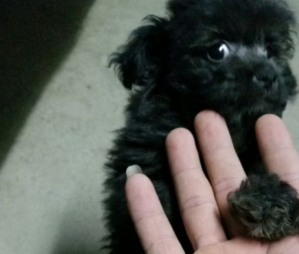 从朋友那领养了一只黑色小泰迪,养了2个月后,朋友一看悔哭了! 从朋友那领养了一只黑色小泰迪,养了2个月后,朋友一看悔哭了!
