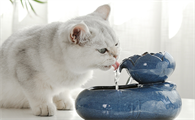 猫拉屎太臭了怎么办?猫拉屎太臭了怎么办小妙招？