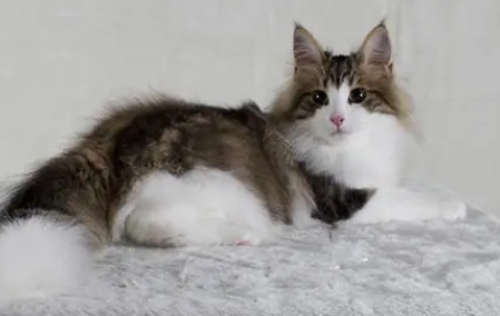 挪威森林猫小时候 挪威森林猫小时候