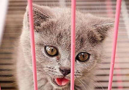 猫咪长猫癣了怎么办？不妨来看看吧