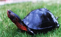 黑颈龟的鉴别方法