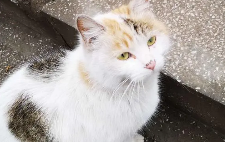 流浪猫生病了怎么办？